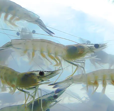 prawns fish 01
